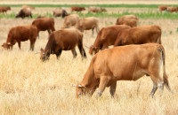 Η Διεύθυνση Κτηνιατρικής της Περιφέρειας, μετά το κρούσμα αφθώδους πυρετού στη Λέσβο- Ο Αφθώδης πυρετός δεν μεταδίδεται στον άνθρωπο