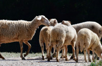 Ξεκινά η ενεργοποίηση ιδιωτών κτηνιάτρων για την αντιμετώπιση της ευλογιάς