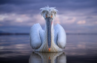 Στο National Geographic ένας αργυροπελεκάνος της Κερκίνης με μια φωτογραφία του Τόνυ Κωνσταντινίδη