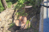 Σέρρες - Σύλληψη και επιβολή προστίμου για παράνομη υλοτομία στην περιοχή της Καλλιθέας