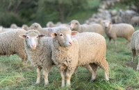 Επικαιροποιημένα στοιχεία για την πορεία της ευλογιάς των αιγοπροβάτων