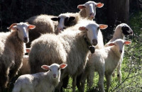 Σύμφωνα με το ΑΚΚΕΛ: Η ευλογιά των προβάτων δεν δικαιολογεί την καταστροφή εντοσθίων υγιών ζώων