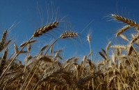 Συνδεδεμένες ενισχύσεις για σιτηρά- Στα 115€/εκτ. το μαλακό σιτάρι και το κριθάρι – Στα 89,43€/εκτ. το σκληρό για το 2025