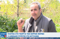Μεγάλη ζημιά στους αγρότες των Σερρών από τον αφθώδη πυρετό στη Λέσβο