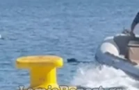 Φθιώτιδα: Περαστικοί έσωσαν σκυλί που είχε παρασυρθεί μέσα στη θάλασσα με το σκάφος τους