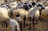 Σε κτηνοτροφικές μονάδες στο Δήμο Σιντικής: Τέσσερις νέες εστίες ευλογιάς αιγοπροβάτων επιβεβαιώθηκαν