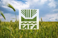 Ο ΕΛΓΑ ξεκίνησε ήδη την καταγραφή ζημιών στις πληγείσες καλλιέργειες Θεσσαλίας και Στερεάς Ελλάδας.
