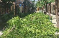Δημήτρης Αγγελακοπουλος: Γιατί «πετσόκοψαν» τα δέντρα στις Σέρρες