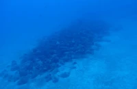 Εντοπίστηκε αρχαίο ναυάγιο στην  Άνδρο