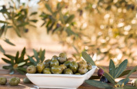 Παράταση εφαρμογής της υποχρεωτικής δήλωσης συγκομιδής ελαιοκάρπου