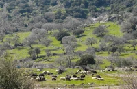 Ο στρατός αναλαμβάνει τον επιχειρησιακό συντονισμό στη Λέσβο στη μάχη κατά του αφθώδους πυρετού.