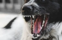 Θεσσαλονίκη: Σκύλοι επιτέθηκαν σε 12χρονη στο Δρυμό - «Έχει βαθιά τραύματα στα άκρα»