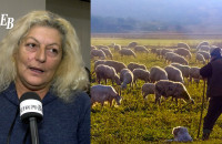 Ελπίδα Σιδηροπούλου: "Τεράστια κρίση καταστροφής της ελληνικής κτηνοτροφίας και περιφέρειας"