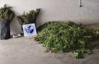 Συνελήφθη ένα άτομο στις Σέρρες για καλλιέργεια δενδρυλλίων κάνναβης