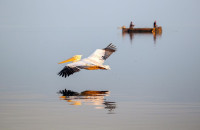 Kerkini Wetlands Photo Award- Η Κερκίνη αποκτά το δικό της διεθνές φωτογραφικό βραβείο