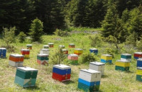 Περιφερειακή Ενότητα Σερρών: Ξεκινάει η υποβολή δήλωσης κατεχόμενων κυψελών