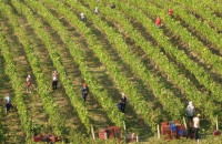 Από τη Δ/νση Αγροτικής Οικονομίας της Π.Ε. Σερρών Επίκαιρες επεμβάσεις φυτοπροστασίας σε αμπέλι, ελιά και αμυγδαλιά»