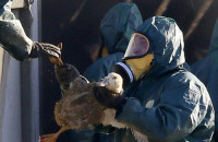 Ανακοίνωση από την Διεύθυνση Κτηνιατρικής  Για τη γρίπη των πτηνών