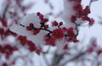 Οι παγωνιές έφεραν προβλήματα Σε ροδιές και κερασιές