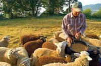 Υποχρεωτική η δήλωση στοιχείων παραγωγής και διακίνησης ζωοτροφών