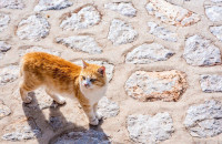 Βόλος: Στο νοσοκομείο φρουρούμενος ο 88χρονος ιερέας που σκότωσε γάτα και την πέταξε στα σκουπίδια