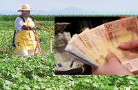 Τιμές ρεκόρ για τα αγροτικά προϊόντα: Σε σκληρό σιτάρι, καλαμπόκι και βαμβάκι