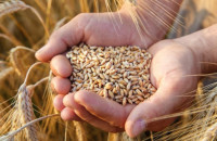 Οι διεθνής τιμές στα σιτηρά: Έσπασαν όλα τα ρεκόρ