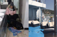 Σκόπελος: Την έβαλαν για πέντε ώρες στην παγωμένη τουαλέτα του πλοίου γιατί δεν είχαν κλουβί για το σκύλο