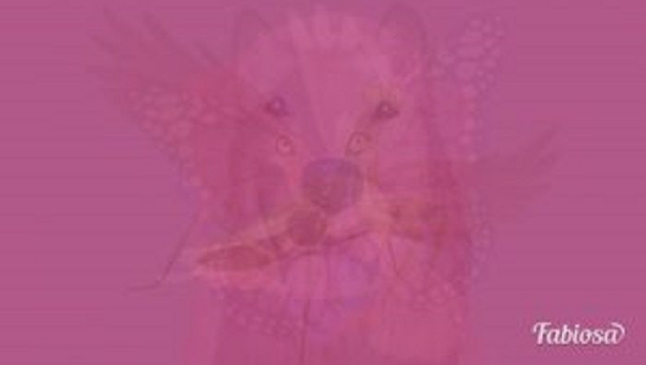 ΤΕΣΤ: ΤΟ ΖΩΟ ΠΟΥ ΒΛΕΠΕΤΕ ΠΡΩΤΟ ΣΤΗΝ ΕΙΚΟΝΑ ΔΕΙΧΝΕΙ ΤΟ ΕΙΔΟΣ ΤΗΣ ΨΥΧΗΣ ΣΑΣ!