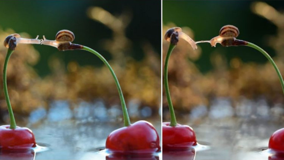 Φωτογράφος απαθανάτισε δύο σαλιγκάρια καθισμένα πάνω σε κεράσια να φιλιούνται