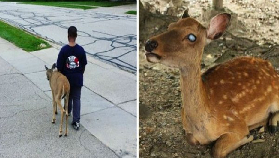 10ΧΡΟΝΟ ΑΓΟΡΙ ΒΟΗΘΑΕΙ ΚΑΘΕ ΠΡΩΙ ΤΥΦΛΟ ΕΛΑΦΙ ΝΑ ΒΡΕΙ ΤΡΟΦΗ ΚΑΙ ΜΕΤΑ ΠΑΕΙ ΣΧΟΛΕΙΟ!