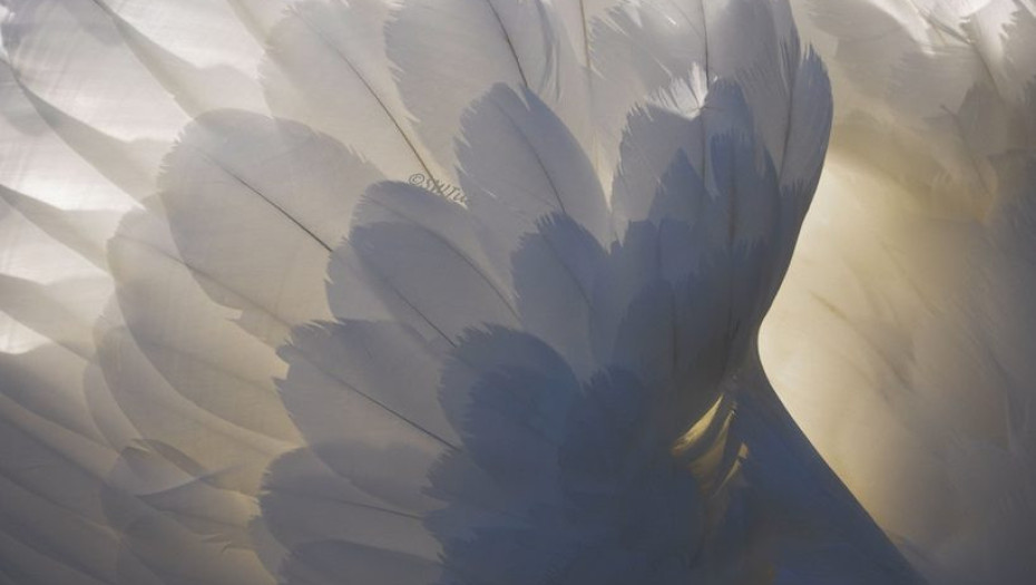 7 ΣΗΜΑΔΙΑ ΠΟΥ ΔΕΙΧΝΟΥΝ ΟΤΙ ΕΝΑΣ ΑΓΓΕΛΟΣ ΕΙΝΑΙ ΔΙΠΛΑ ΣΑΣ ΑΥΤΗ ΤΗ ΣΤΙΓΜΗ!