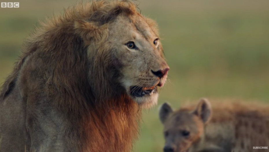 ΒΙΝΤΕΟ: ΛΙΟΝΤΑΡΙ ΜΑΧΕΤΑΙ ΕΝΑΝΤΙΑ ΣΕ 20 ΥΑΙΝΕΣ!