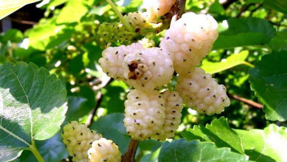 ΛΕΥΚO ΜΟΥΡO: ΤΟ ΦΡΟΥΤΟ ΠΟΥ ΘΕΡΑΠΕΥΕΙ ΑΠΟ ΔΙΑΒΗΤΗ ΜΕΧΡΙ ΟΓΚΟ!