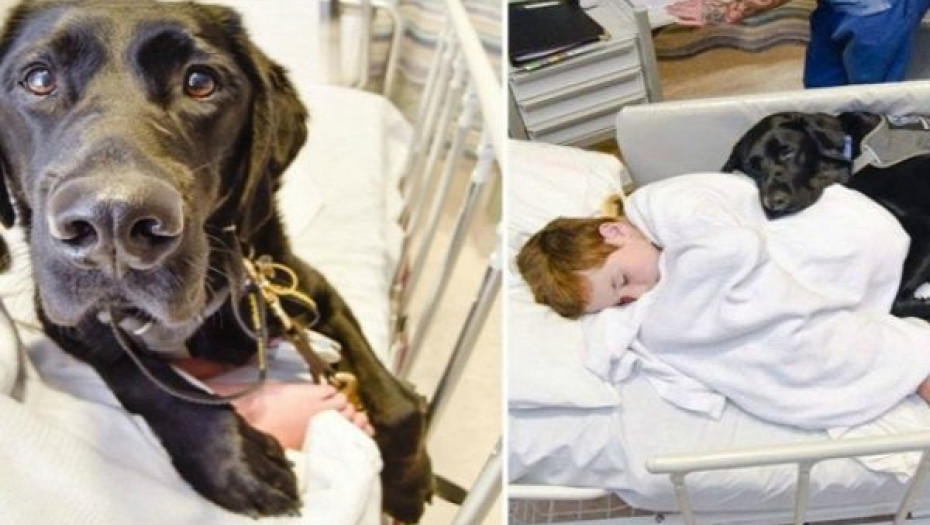 Ο Σκύλος του αρνήθηκε να τον Αφήσει Μόνο του στο Χειρουργείο