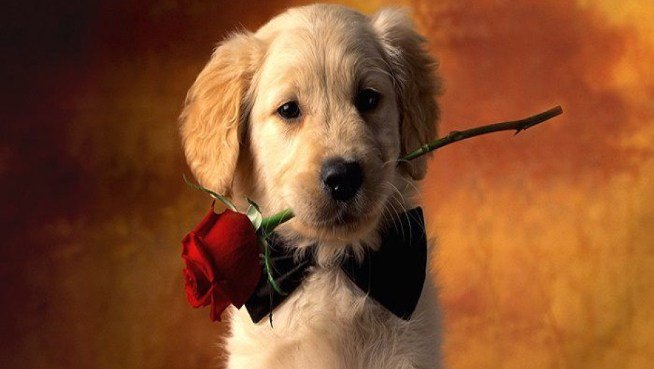 ΑΠ’ ΟΛΑ ΤΑ ΠΛΑΣΜΑΤΑ ΑΝΙΔΙΟΤΕΛΩΣ ΞΕΡΟΥΝ ΝΑ ΑΓΑΠΟΥΝ ΜΟΝΟ 2, Η ΜΑΜΑ ΣΟΥ ΚΑΙ Ο ΣΚΥΛΟΣ ΣΟΥ!