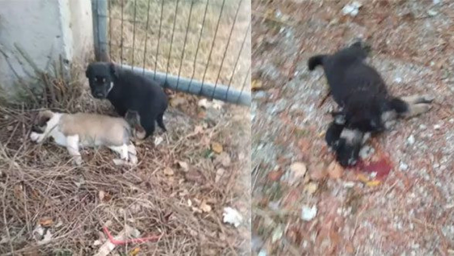 ΠΤΟΛΕΜΑΙΔΑ:ΑΓΝΩΣΤΟΣ ΑΦΗΣΕ ΚΟΥΤΑΒΙΑ ΝΑ ΓΙΝΟΥΝ ΛΕΙΑ ΣΤΑ ΥΠΟΛΟΙΠΑ ΖΩΑ!