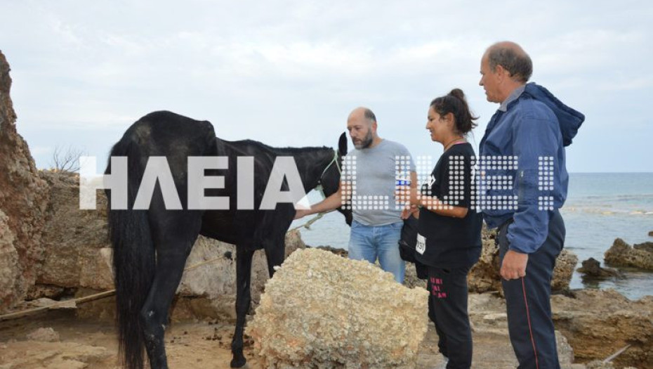 ΗΛΕΙΑ:AΛΟΓΟ ΠΟΥ ΚΟΛΥΜΠΟΥΣΕ ΓΙΑ ΜΕΡΕΣ ΜΕΣΑ ΣΤΗ ΘΑΛΑΣΣΑ ΣΩΘΗΚΕ ΑΠΟ ΨΑΡΑ!