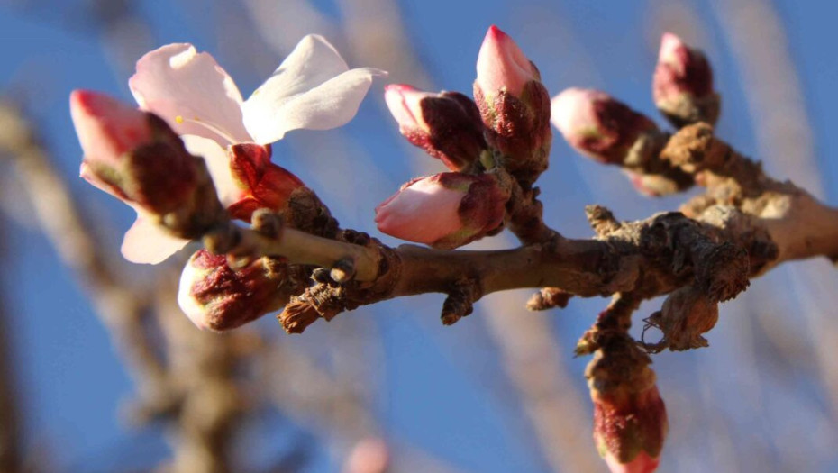 Δ/νση Αγροτικής Οικονομίας & Κτηνιατρικής της Π.Ε. Σερρών:  Ψεκασμοί για την αντιμετώπιση του ευρύτομου της αμυγδαλιάς