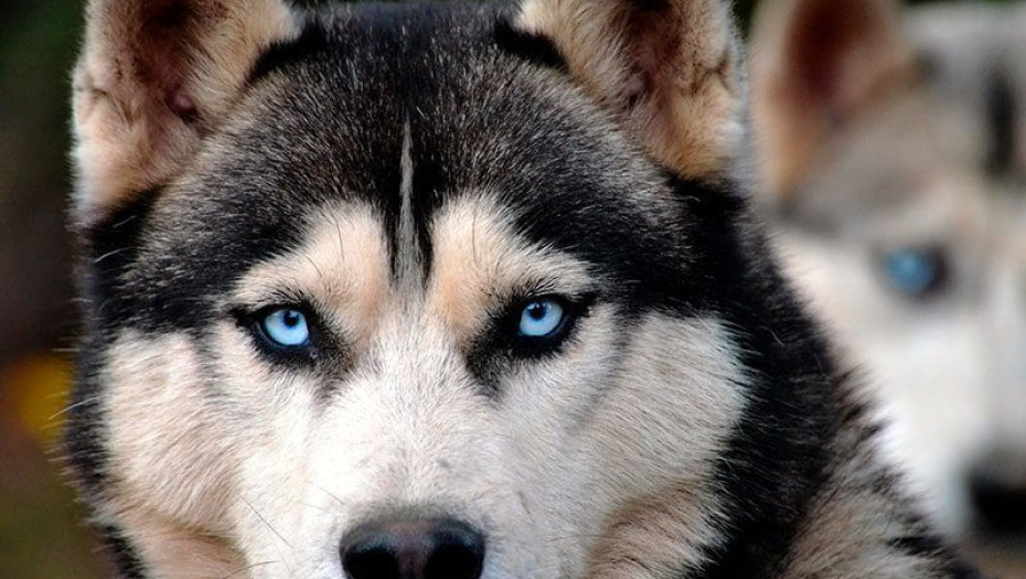 Μελέτη: Γονιδιακή θεραπεία για την τύφλωση σε σκύλους δίνει ελπίδες και για τους ανθρώπους