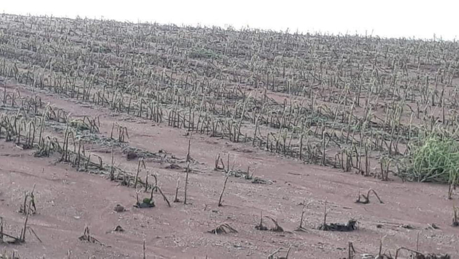 Σε Ν.Ζίχνη και Αμφίπολη: Ολοκληρωτική η καταστροφή για τους αγρότες