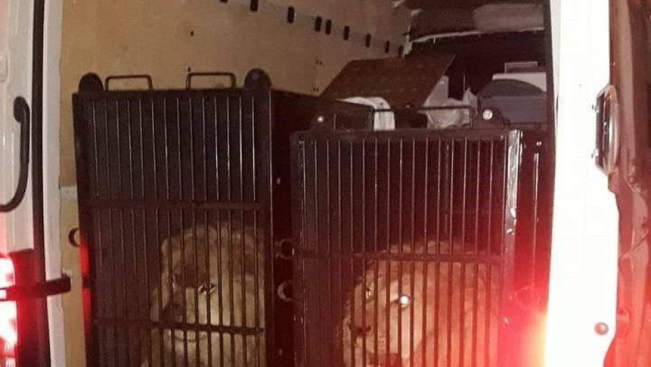 Δυο λιοντάρια και μια τίγρη βρήκαν οι τελωνειακοί στον Προμαχώνα: Με νόμιμα χαρτιά έφυγαν για …Μύκονο!