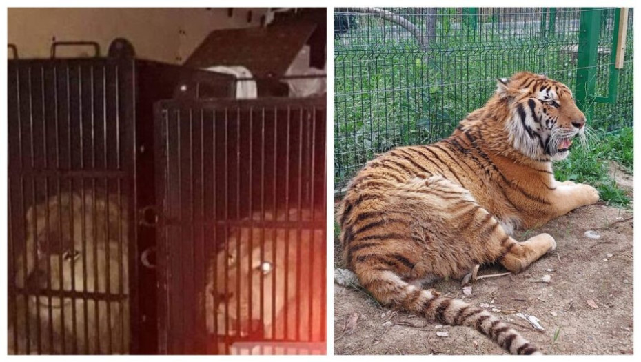 Από την Μύκονο τα λιοντάρια βρέθηκαν στα …Τίρανα!