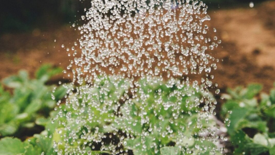 Ποια είναι η καλύτερη – και χειρότερη – ώρα για να ποτίσεις τα φυτά