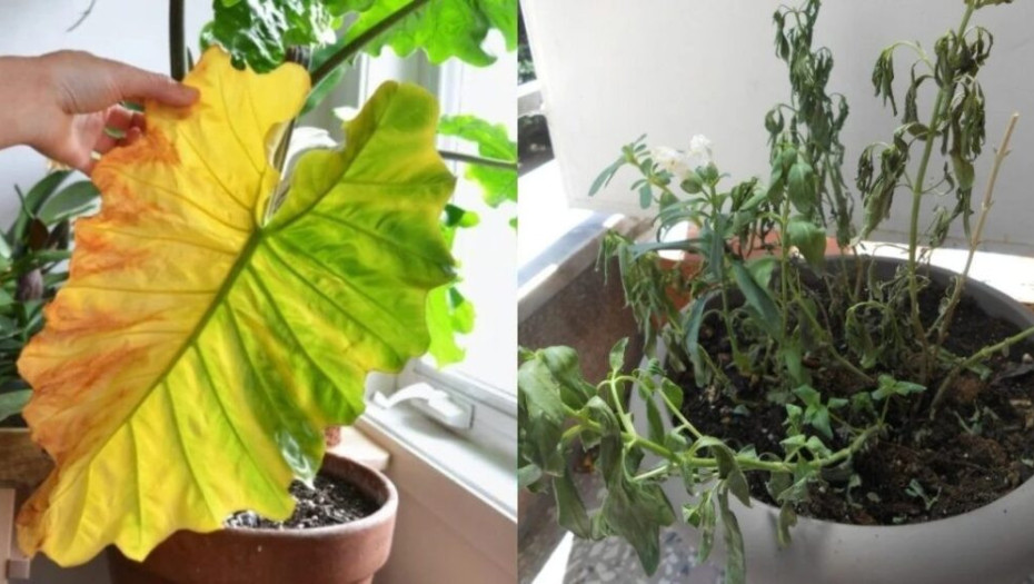 Μια Plant Expert μας δίνει συμβουλές για να φροντίσουμε τα φυτά μας πριν πάμε διακοπές