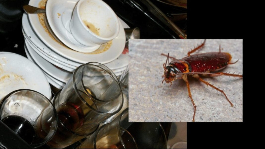 «Σφίξαν οι ζέστες πάλι κι ανεβαίνω απ’ το φωταγωγό» – Ένας αηδιαστικός συγκάτοικος…