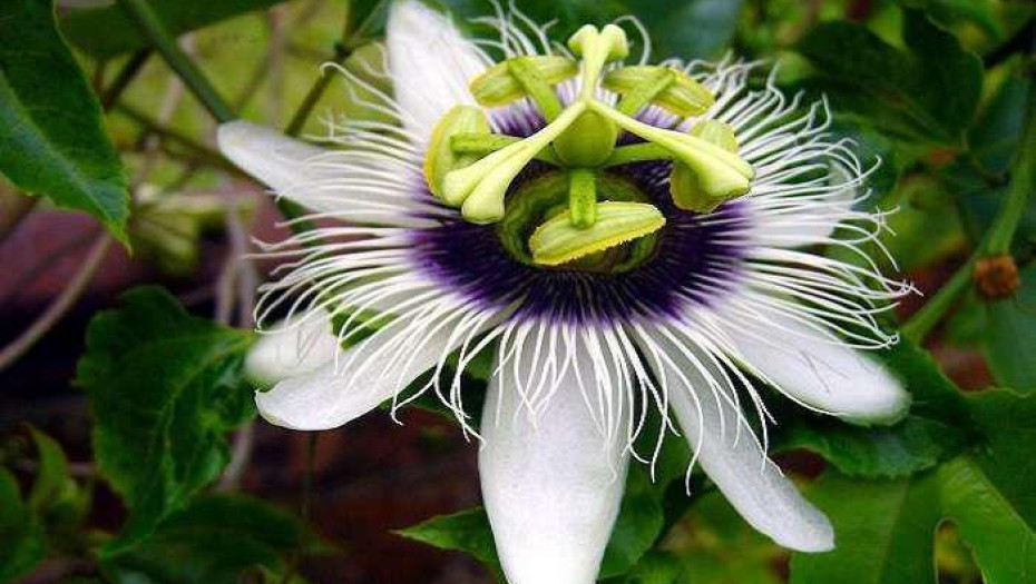 5 βότανα για την αντιμετώπιση του άγχους!