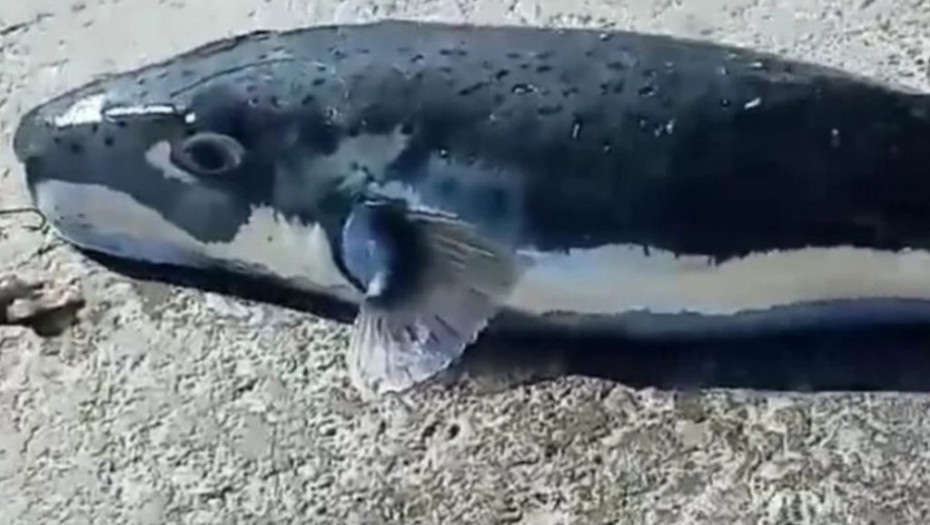 Αυτά είναι τα τέσσερα φονικά ψάρια των ελληνικών θαλασσών