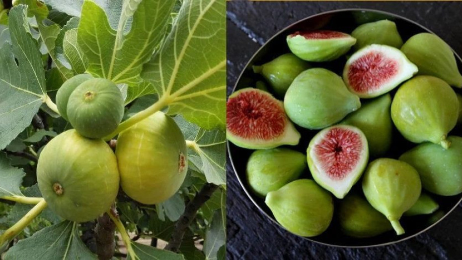 Σύκα: 9 οφέλη για τον οργανισμό – Ποιες ασθένειες καταπολεμούν – Τι να προσέχουμε στην κατανάλωσή τους