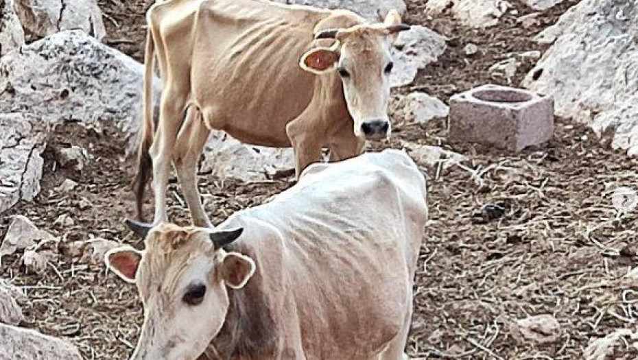 Θεσπρωτία: Εικόνες γροθιά στο στομάχι με σκελετωμένες αγελάδες στην Θεσπρωτία